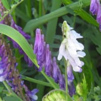 早朝の散歩　植物調べ２