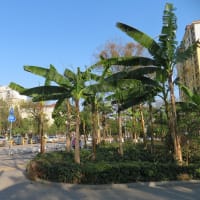 菜の花の海が郊外に広がる街の中心部を歩く