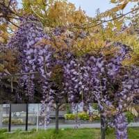 新百合ヶ丘の藤の花。