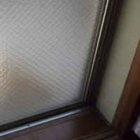 えっ　猫だ