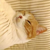 20時の猫ら♪(=^・^=)(=^・^=)