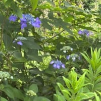 歩きだから見つけられる隠れている紫陽花