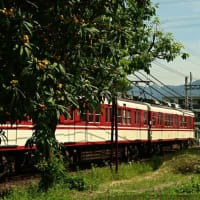 枇杷の実が色付いた