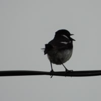 朝の探鳥 19/7/6