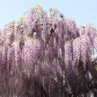 藤の花に囲まれる：中山の大藤—柳川市