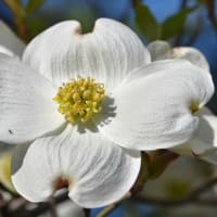 庭のハナミズキ （１） 白花種