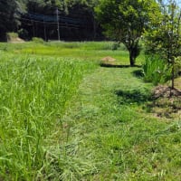 休耕田の草刈り