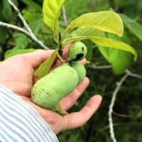 わが家の果樹園、ビワを収穫しました。