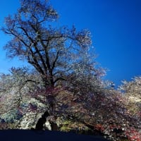 甲州蚕影桜 ﾗｲﾄｱｯﾌﾟ