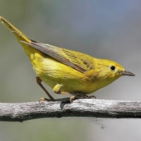 最新画像更新🪄】幸せを運んでる黄色い鳥さん🐣セキセイインコ