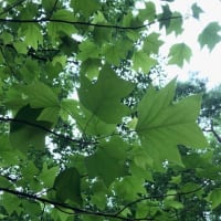 2024年5月16日（木）春～夏の面白ネイチャーウオーク② 各務野自然遺産の森