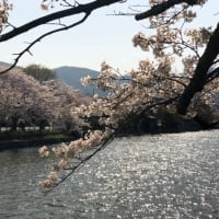 京都で散歩  1110  広沢池と藤右衛門庭
