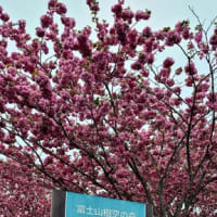 山中湖の桜2024