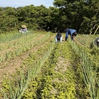 ◆  千代ネギ圃場の草取り