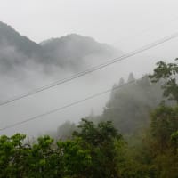 本格的な梅雨の雨！！