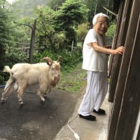 みなみの梅やん介護日誌　/ ヤギのチビ君　逝く