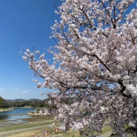 2023年岡山の桜