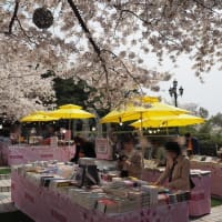 桜満開の大邱とソウル２日め３ ＜eワールドと83タワーと満開の桜＞