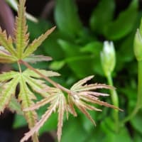 梅雨入りの翌日暦も入梅。2年生のモミジと並んだ擬宝珠(ギボウシ)