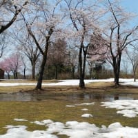 今年の守門の雪上桜は雪が殆ど消えていました・・TV局も僅かに残った雪を苦心して撮影