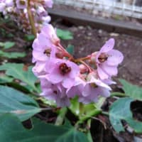 春めいてきました