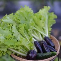 菜園で収獲と植え付け準備