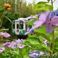 渥美線と紫陽花、其の五