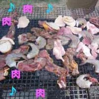 パロマとは 一般の人気 最新記事を集めました はてな