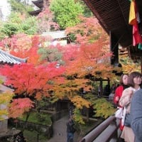 京都　ゆるりと紅葉の色彩を