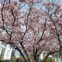 2024年4月2日（火）大岡川の桜