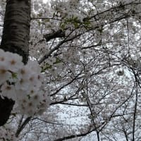 愛媛県　森の交流センターの桜（東温市）