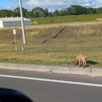 またまた北海道に戻ってまいりましたら・・・