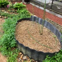 ＧＷ最終日のGarden＆菜園