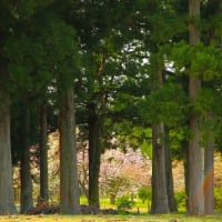 ４月の４枚【山と桜】