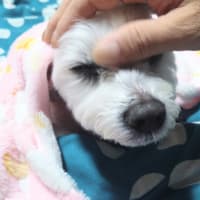 通訳。の事。