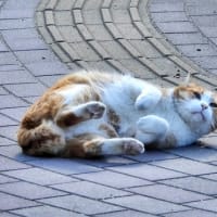 大泉緑地の猫（２０２５年２月１０日）
