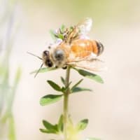 蜂は汚れながらも花蜜を得る