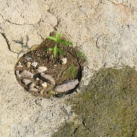 石川化石木の現状　２０２５年６月