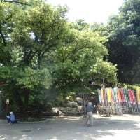 菩提樹の花の下にて写生かな／緑陰照らす昼間の明かり（喜多院）