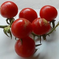 あ～月下美人の花が見てみたい②　あ～残念！