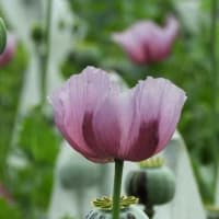 亜鉛法による栽培を禁止されてる「けし」の花