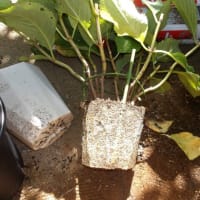 鉢物の植え替え