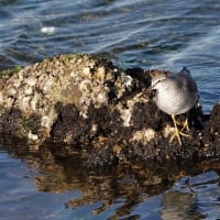 05/18探鳥記録写真-2:遠賀川河口の鳥たち（イソシギ、キアシシギ、）