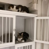 本日の猫たち#235