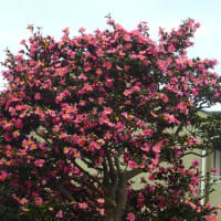 山茶花は１週間で少し散り／ほかの山茶花大分咲きけり（消防署前の通り）
