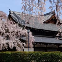 旧武徳殿の桜