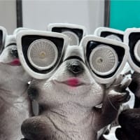 今日いち-2025年7月15日ーこれニャーんだ⁉️ー
