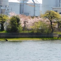 桜　洋光台の山桜　2024年