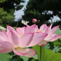 大船フラワーセンターへ