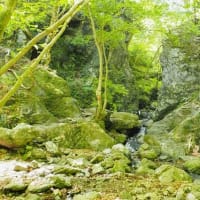 新緑の渓谷、北東尾根を激下りの棒ノ折山